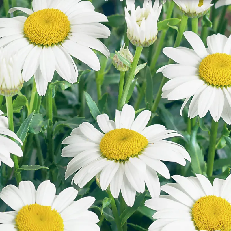 Shasta Daisy: Alaska Shasta Daisy: Alaska