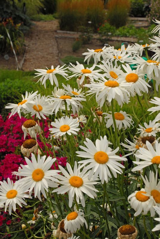 Shasta Daisy: Alaska