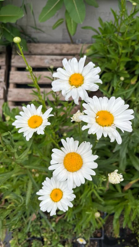 Shasta Daisy: Alaska Shasta Daisy: Alaska