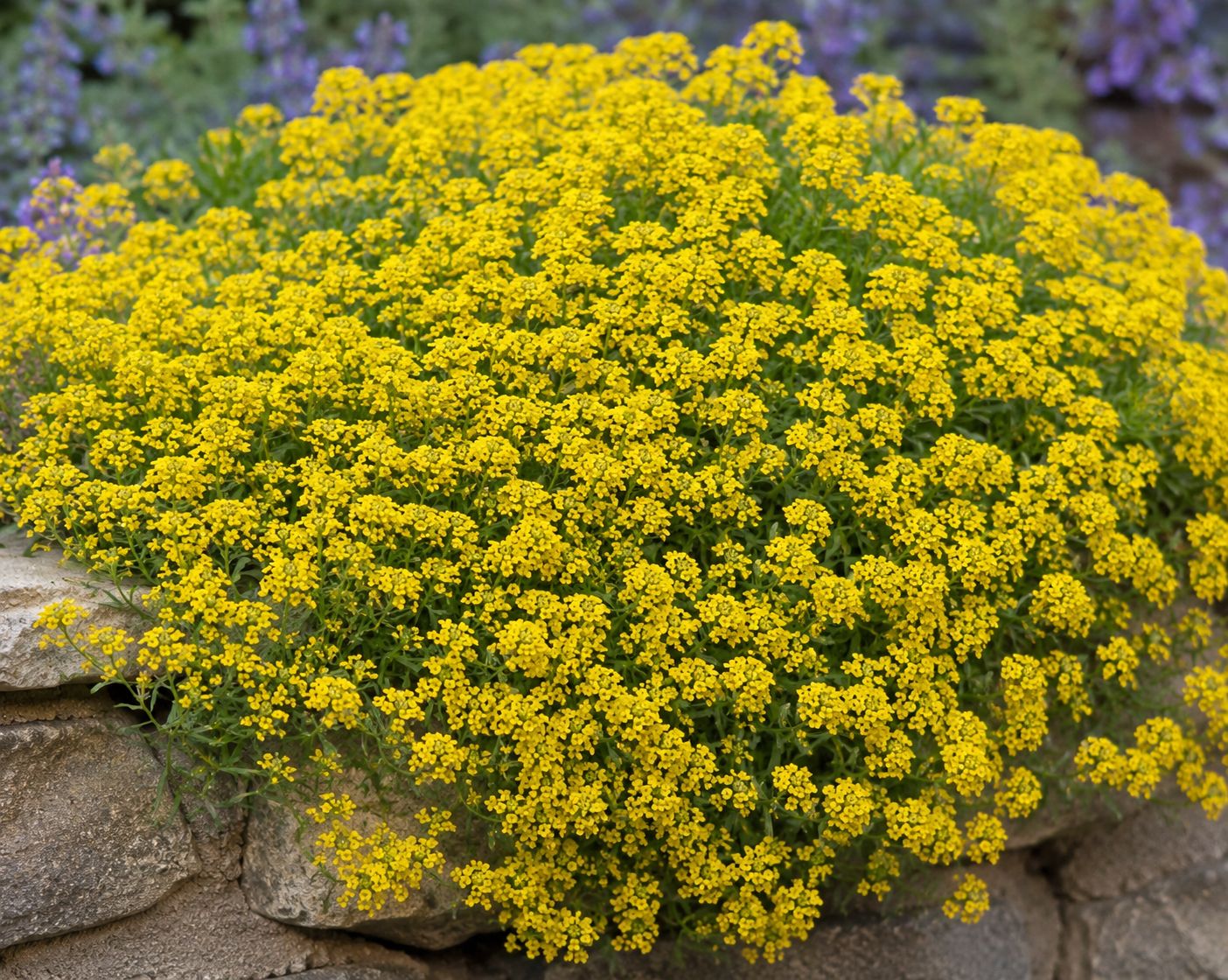 Alyssum - Basket of Gold (Aurinia saxatilis) Alyssum - Basket of Gold (Aurinia saxatilis)