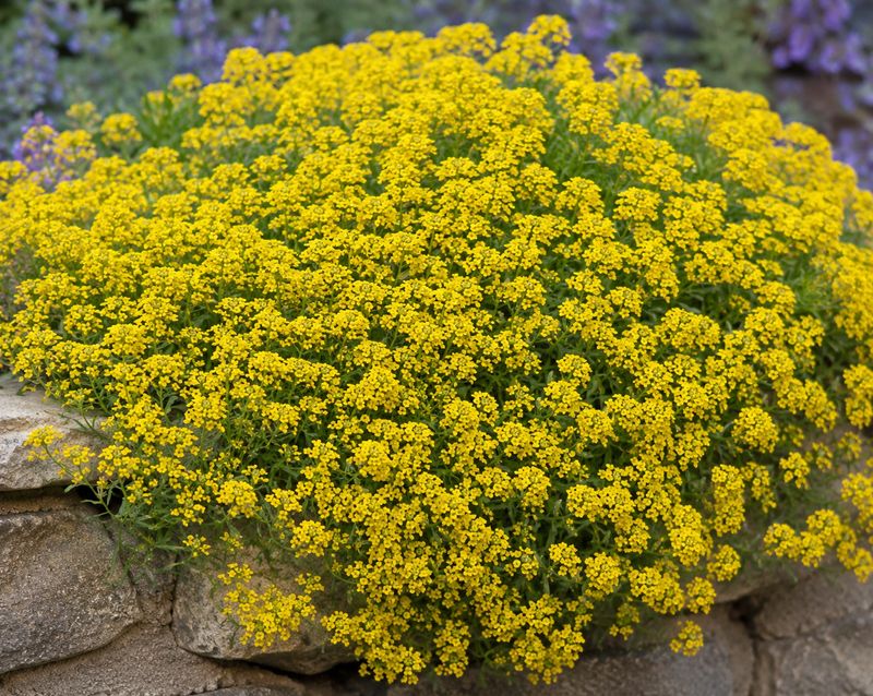 Alyssum - Basket of Gold (Aurinia saxatilis) Alyssum - Basket of Gold (Aurinia saxatilis)