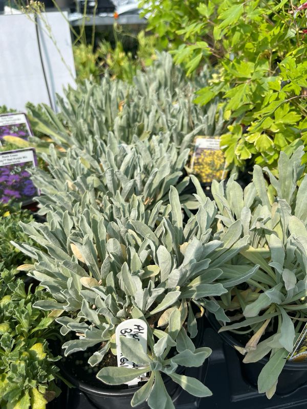 Alyssum - Basket of Gold (Aurinia saxatilis)