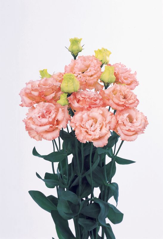 Lisianthus - Light Apricot