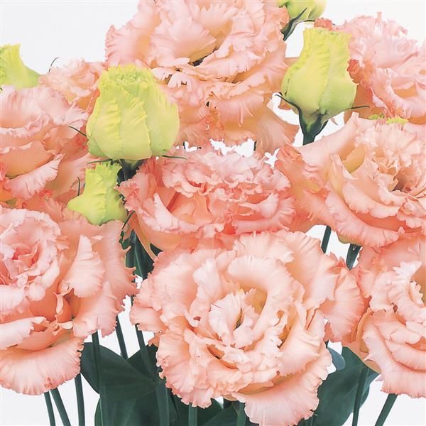 Lisianthus - Light Apricot