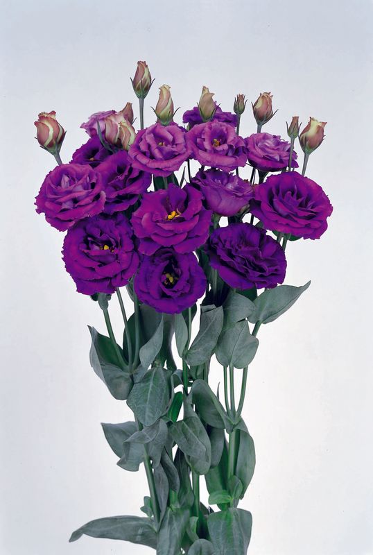 Lisianthus - Purple