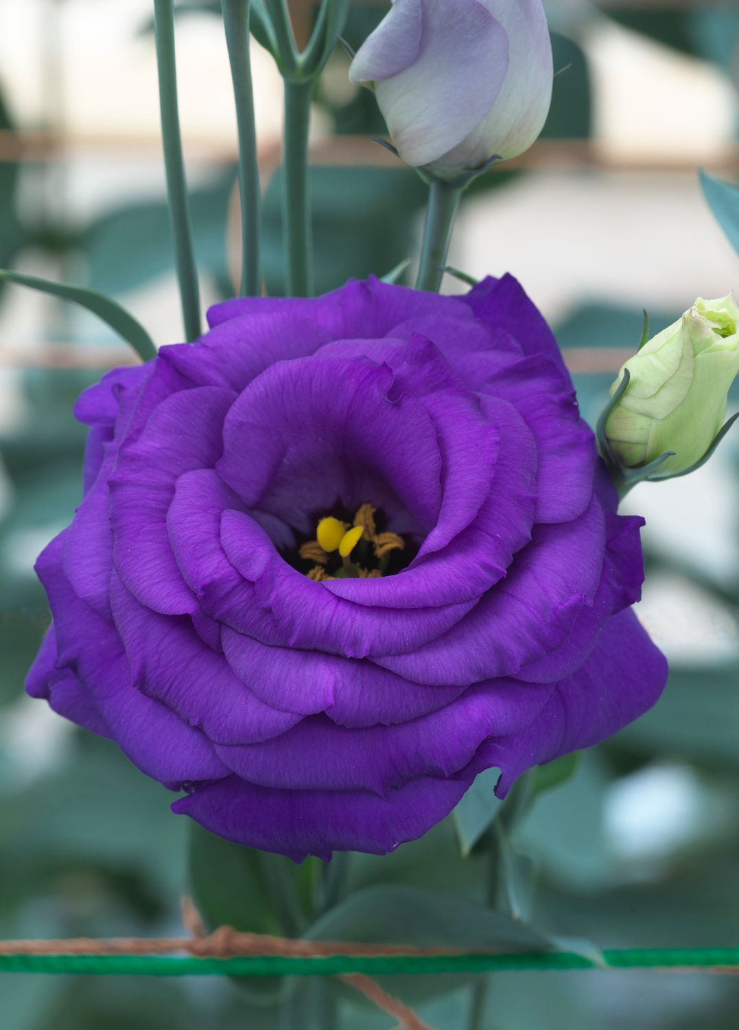 Lisianthus - Purple Lisianthus - Purple