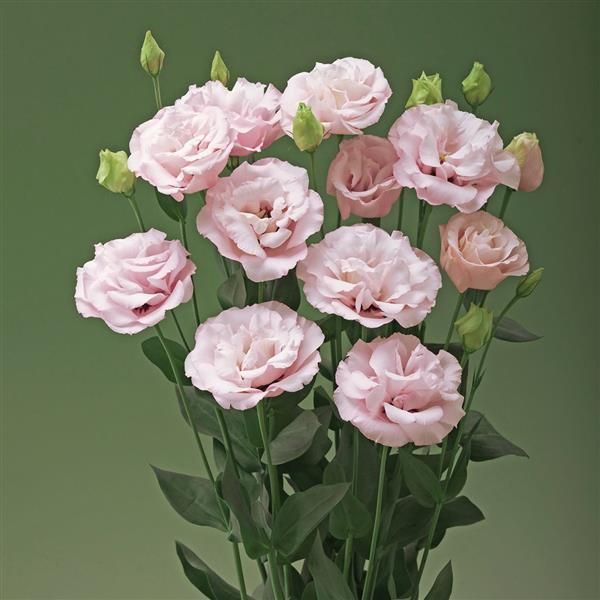 Lisianthus - Corelli: Light Pink