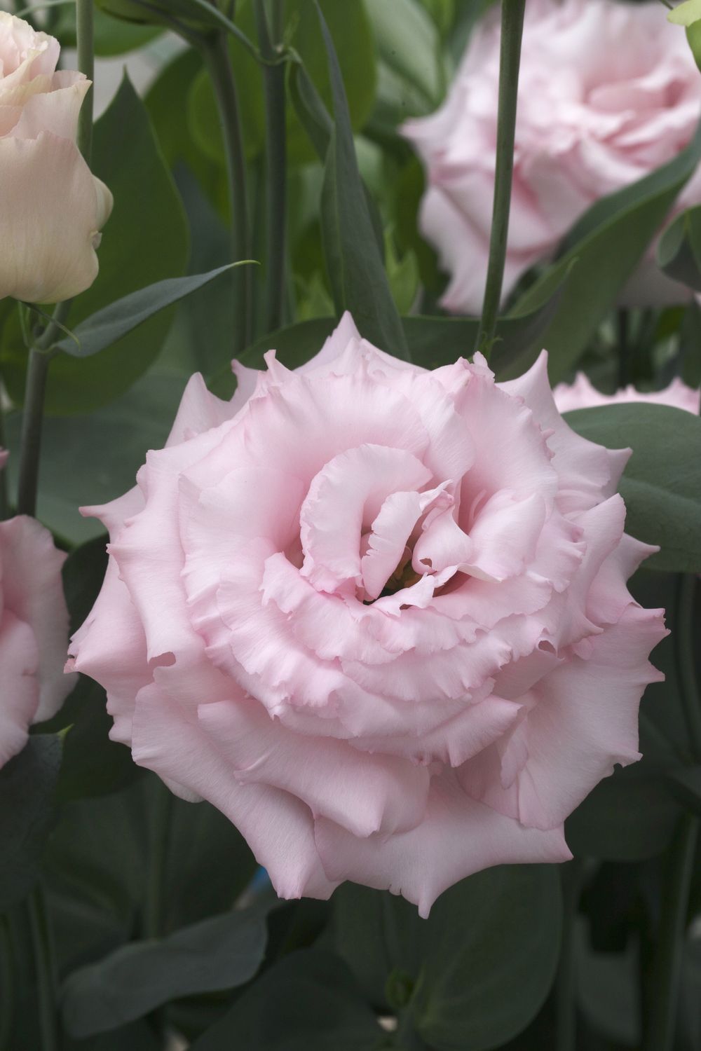 Lisianthus - Corelli: Light Pink Lisianthus - Corelli: Light Pink