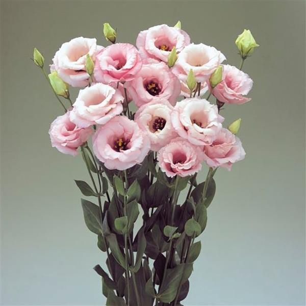 Lisianthus - Baby Pink Lisianthus - Baby Pink