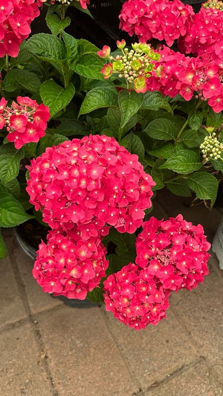 Hydrangea - Endless Summer: Summer Crush Hydrangea - Endless Summer: Summer Crush