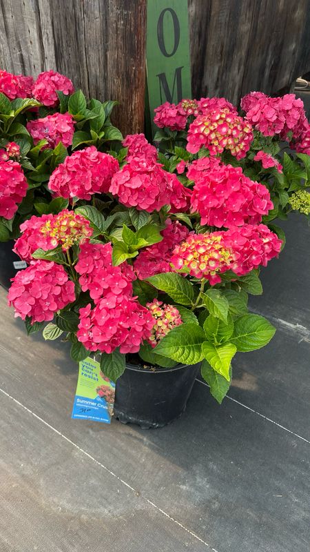 Hydrangea - Endless Summer: Summer Crush