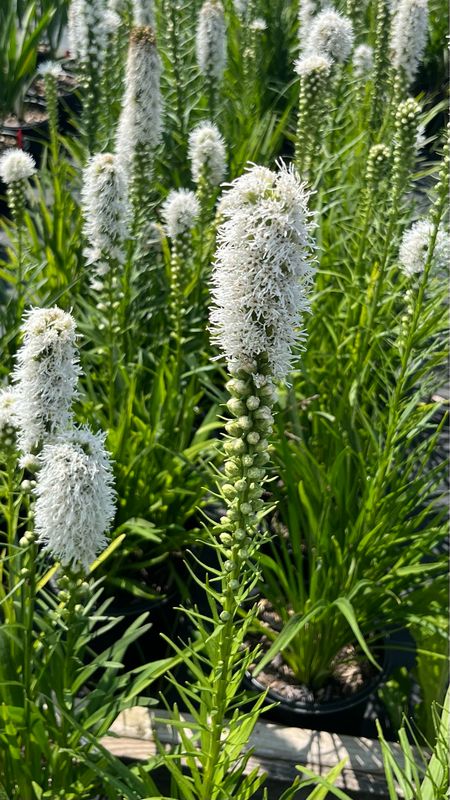 Liatris spicata: Florisian White Liatris spicata: Florisian White