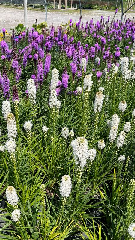 Liatris spicata: Florisian White