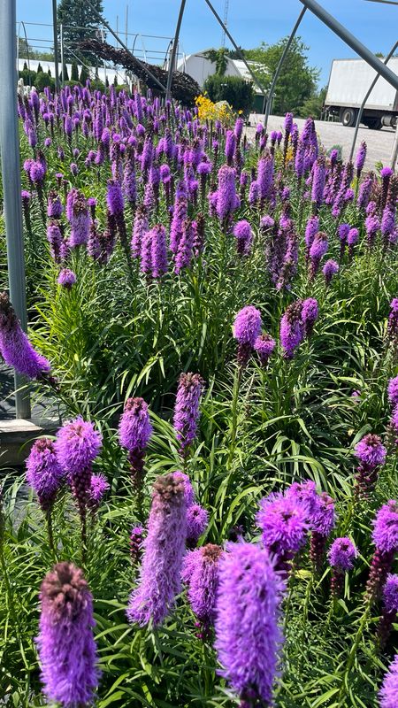 Liatris spicata: Florisian Violet