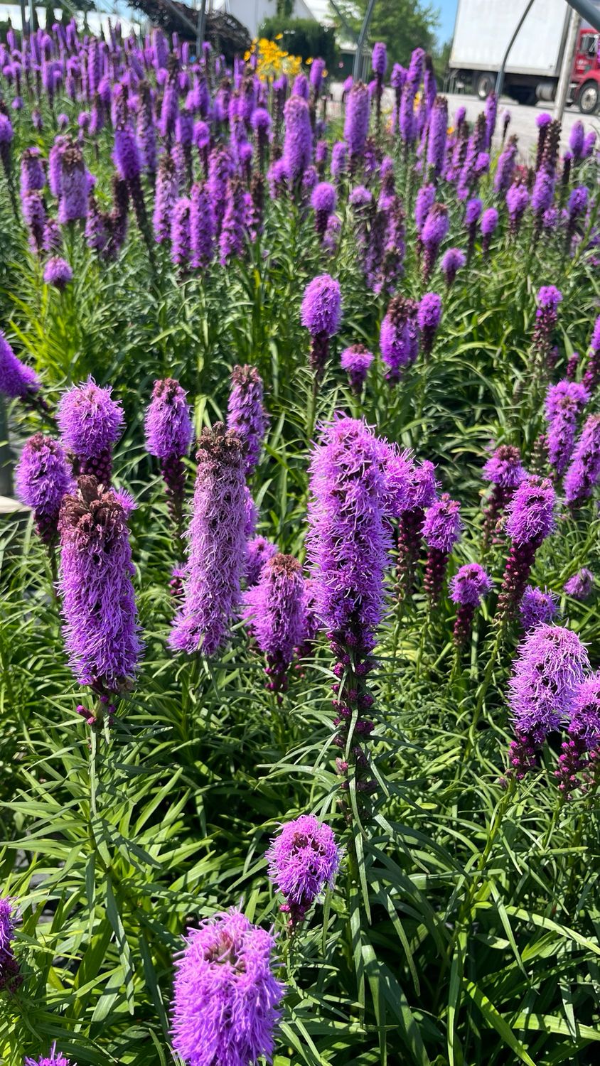 Liatris spicata: Florisian Violet