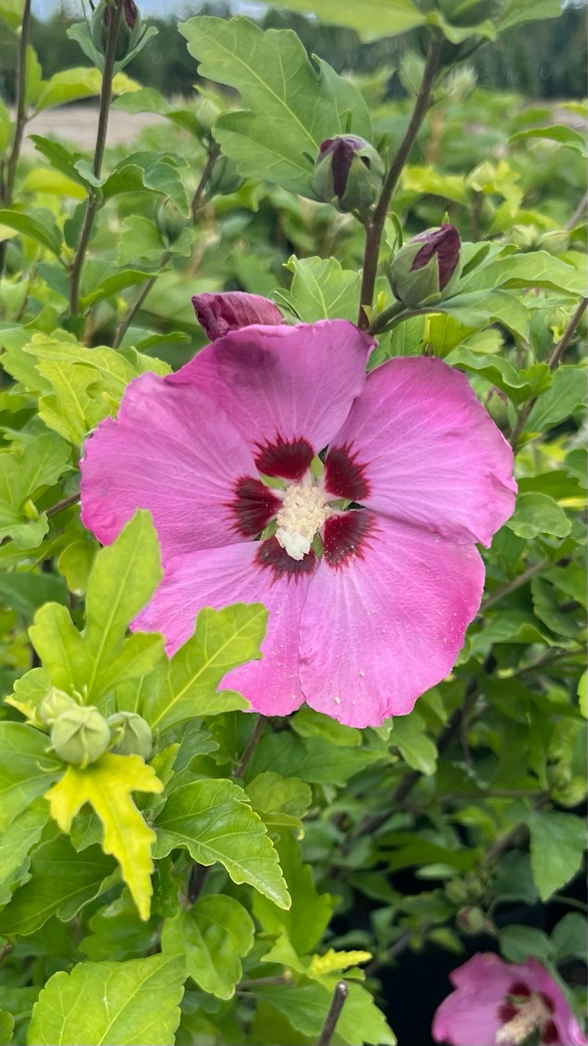 Rose of Sharon: Aphrodite Rose of Sharon: Aphrodite