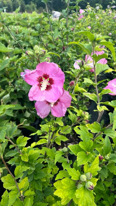 Rose of Sharon: Aphrodite