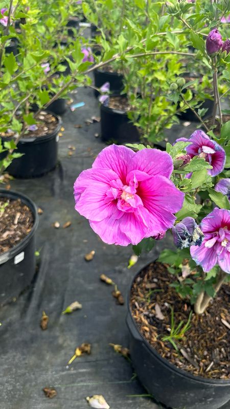 Rose of Sharon: Lavander Chiffon