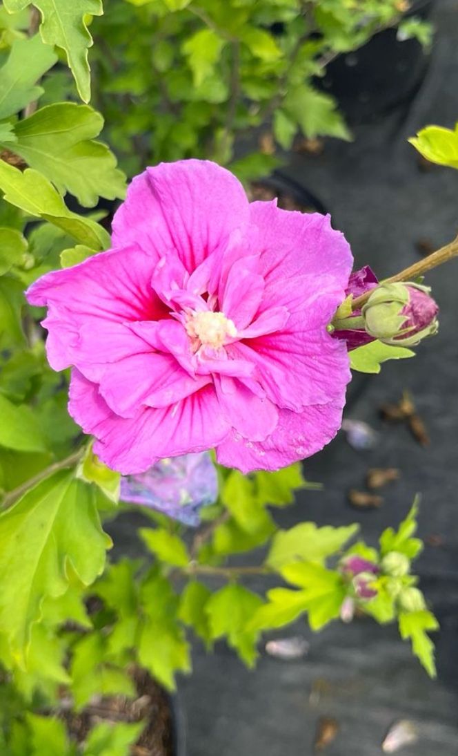 Rose of Sharon: Lavander Chiffon Rose of Sharon: Lavander Chiffon