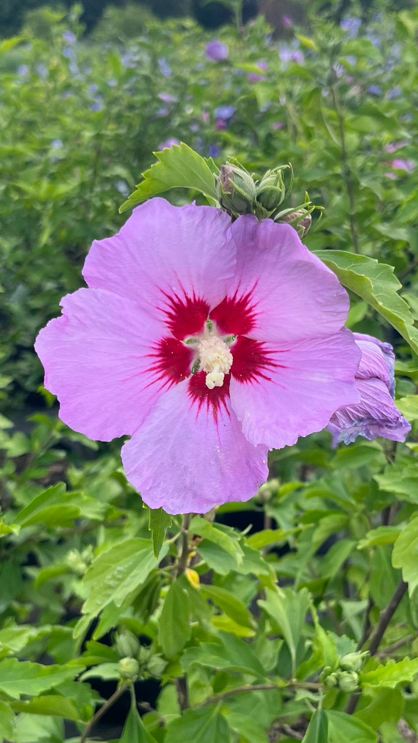 Rose of Sharon: Minerva Rose of Sharon: Minerva