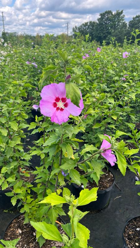 Rose of Sharon: Minerva