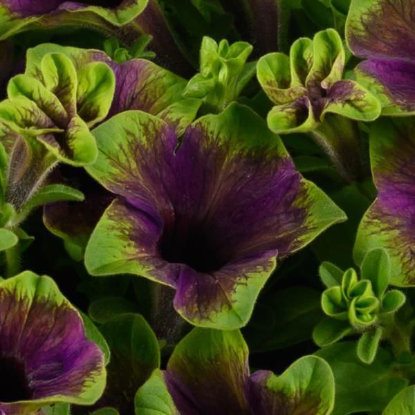 Petunia - Amazonas: Midnight Finch Petunia - Amazonas: Midnight Finch