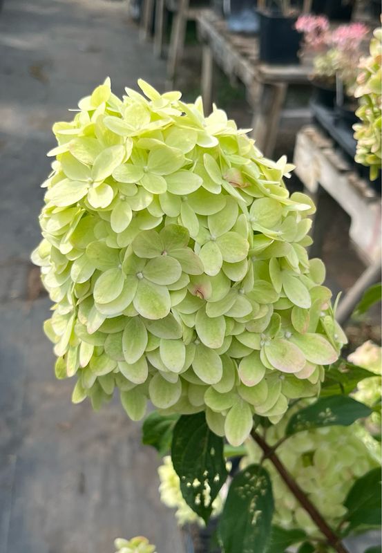 Hydrangea: Limelight Prime Hydrangea: Limelight Prime