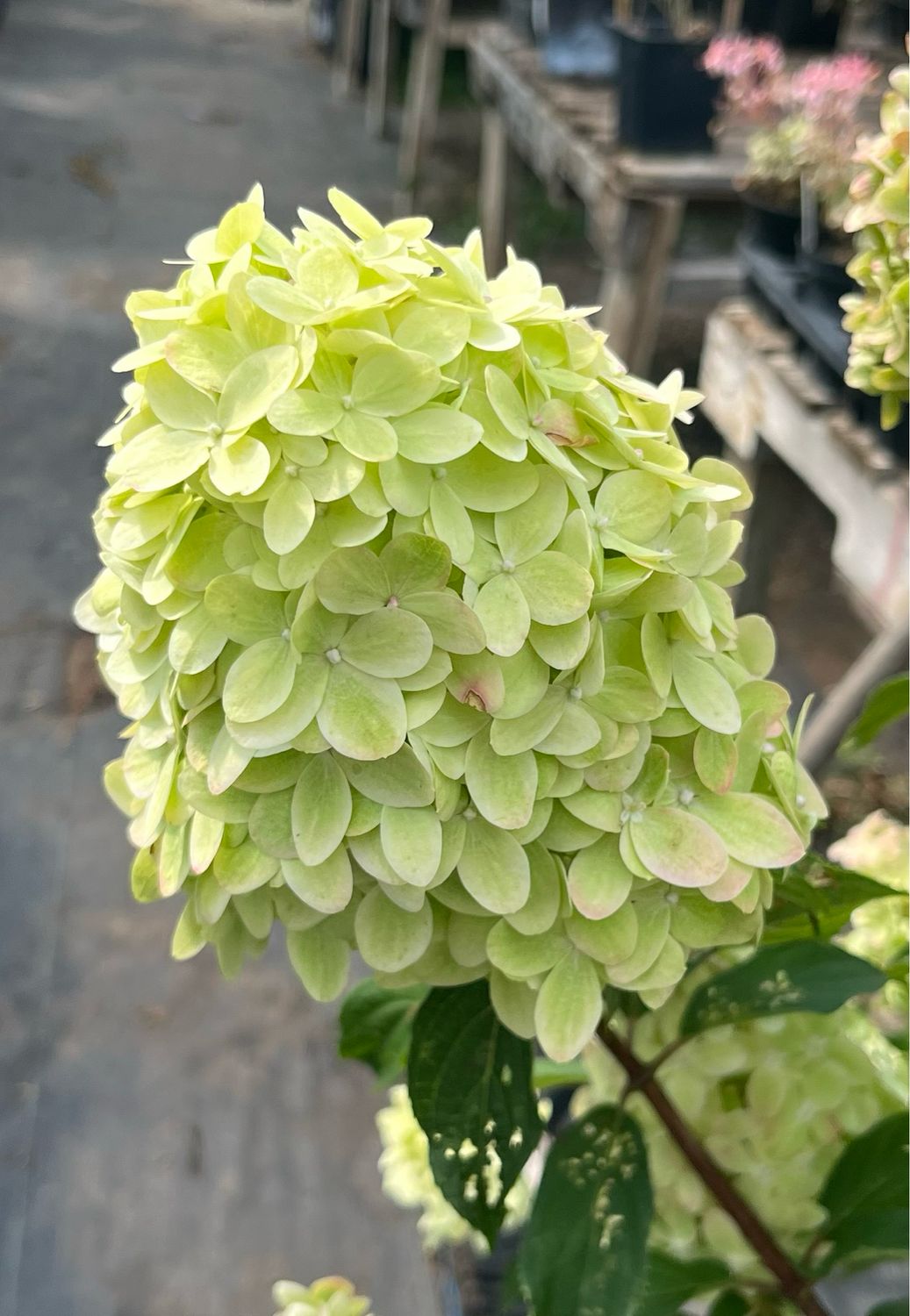 Hydrangea: Limelight Prime Hydrangea: Limelight Prime