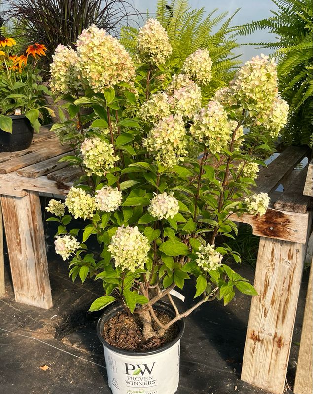 Hydrangea: Limelight Prime