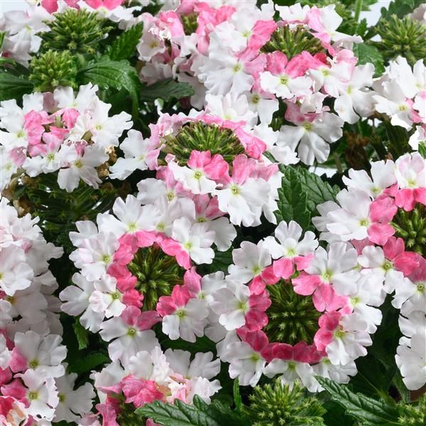 Verbena - Vanessa: Compact Bicolor Marshmallow