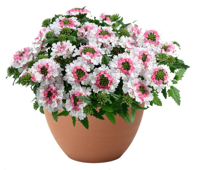 Verbena - Vanessa: Compact Bicolor Marshmallow