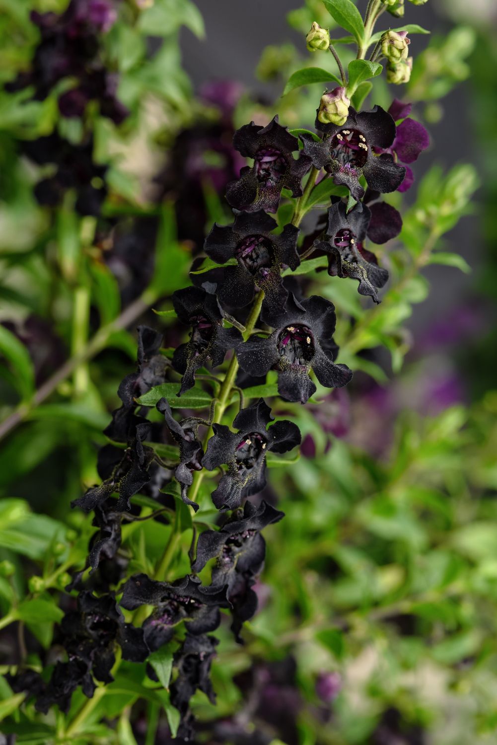 Angelonia - AngelFlare: Black Angelonia - AngelFlare: Black