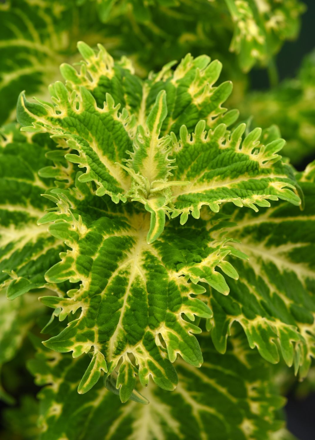 Coleus - ChargedUp: Keylime Fringe Coleus - ChargedUp: Keylime Fringe