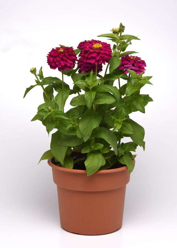 Zinnia - Zesty: Purple
