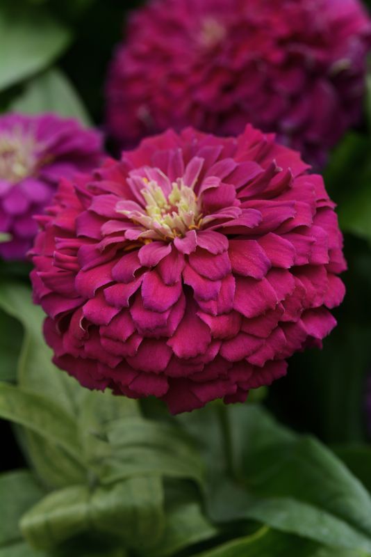 Zinnia - Zesty: Purple Zinnia - Zesty: Purple