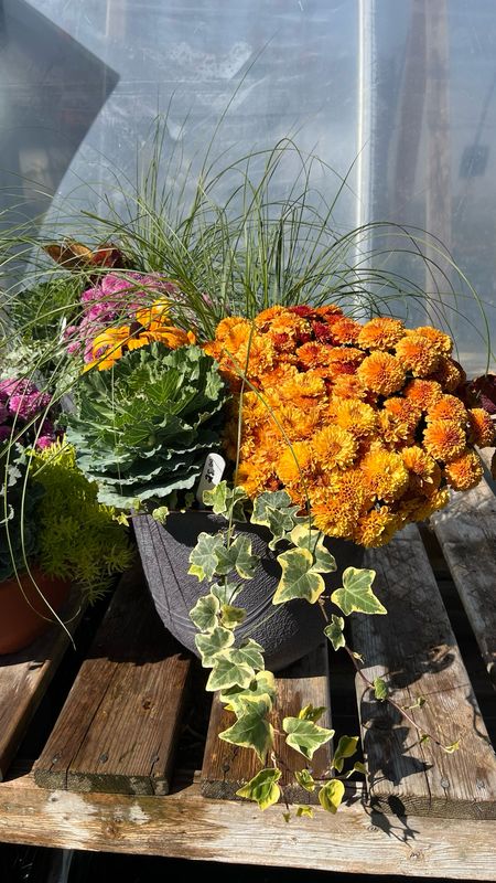 Pre-made Planters (12'' Pots)