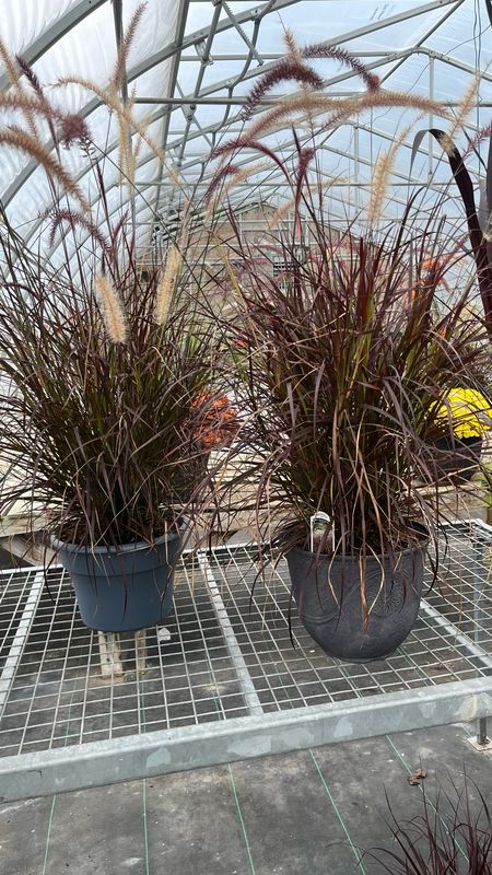 Pennisetum: Purple Fountain Grass