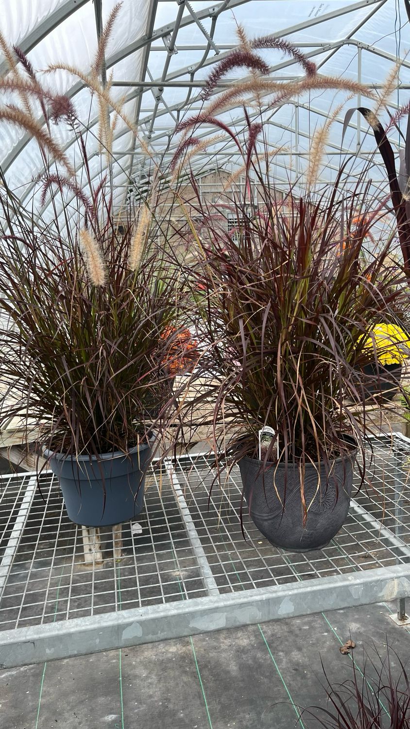 Pennisetum: Purple Fountain Grass Pennisetum: Purple Fountain Grass
