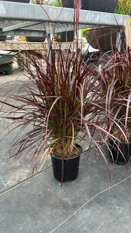 Pennisetum: Purple Fountain Grass