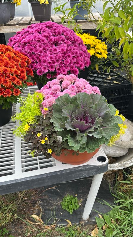 Pre-made Planters (12'' Bowl)