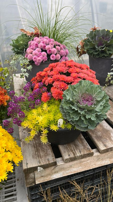 Pre-made Planters (12'' Bowl)
