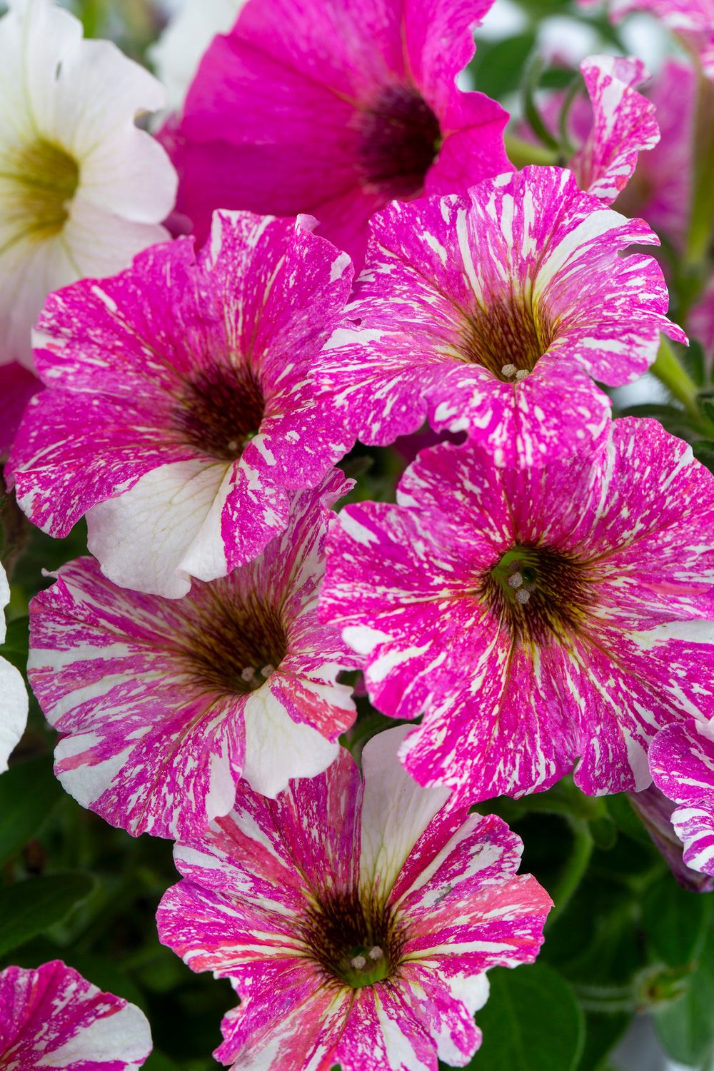 Petunia - Crazytunia: Zebra Pink Petunia - Crazytunia: Zebra Pink