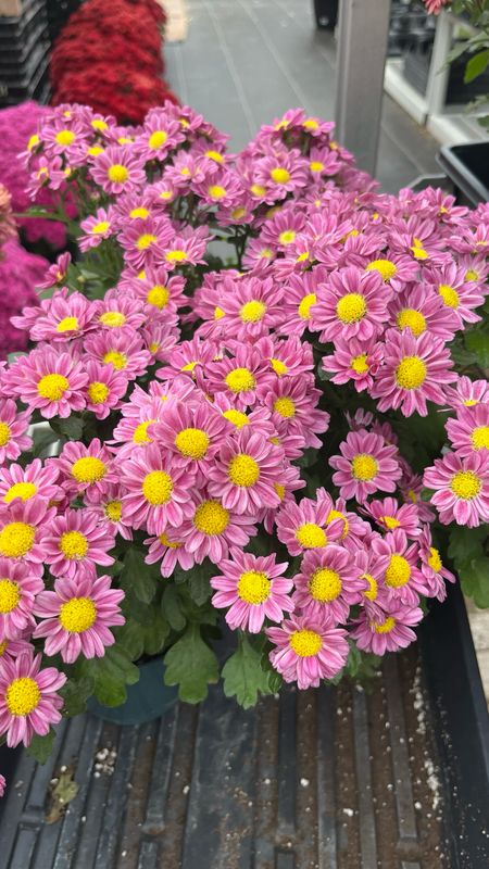 Fleurettes