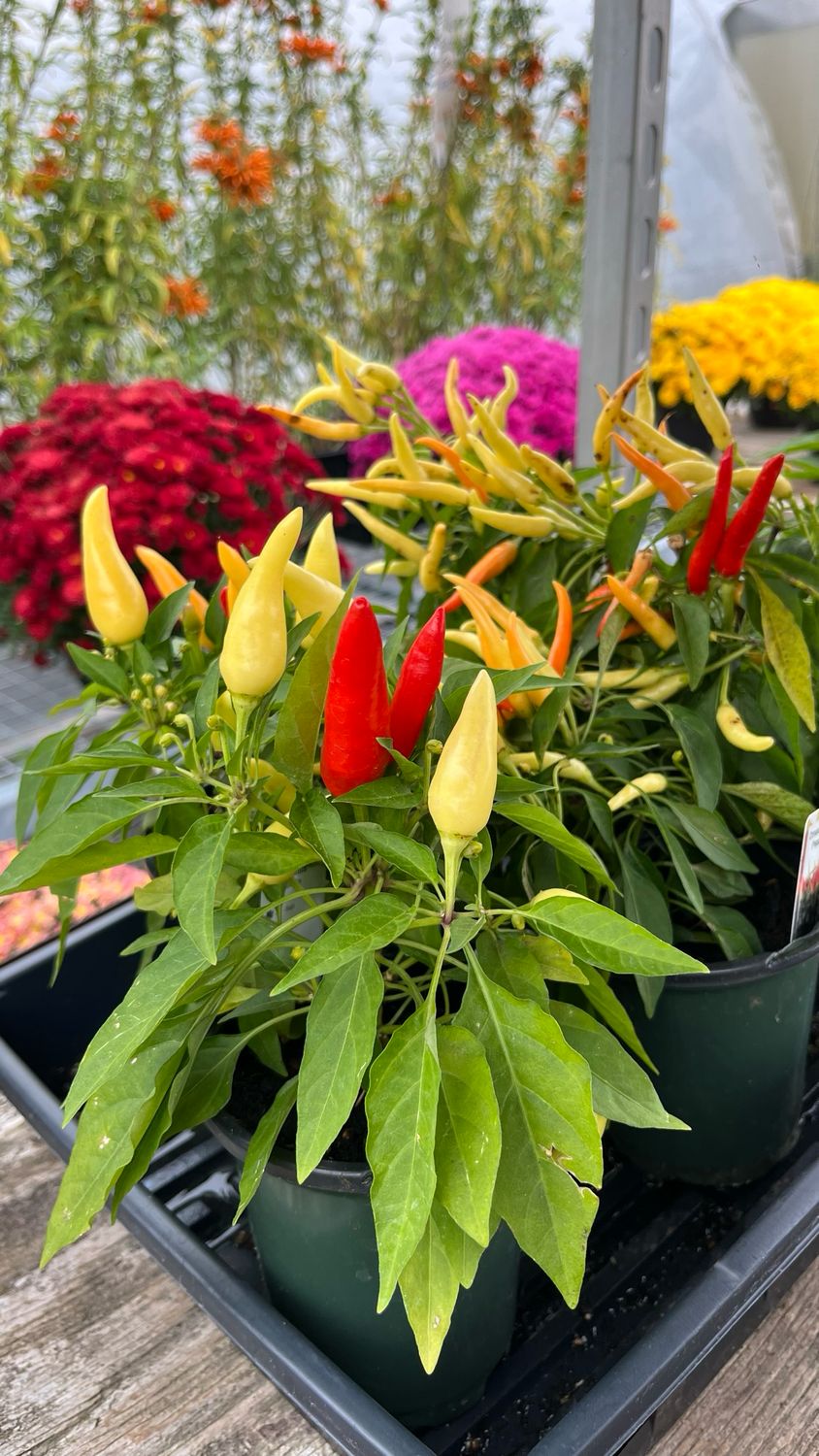 Ornamental Peppers