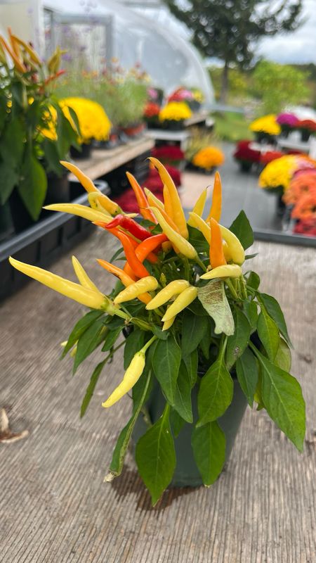 Ornamental Peppers