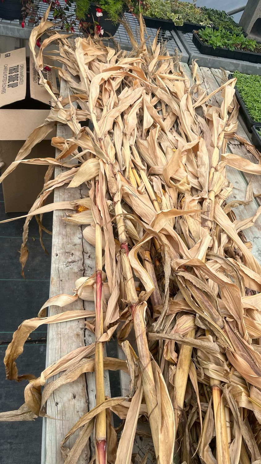 Corn Stalk Corn Stalk