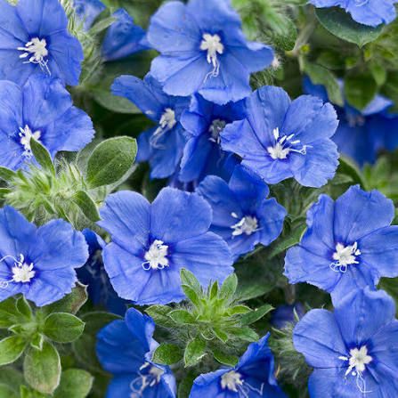 Evolvulus: Blue My Mind