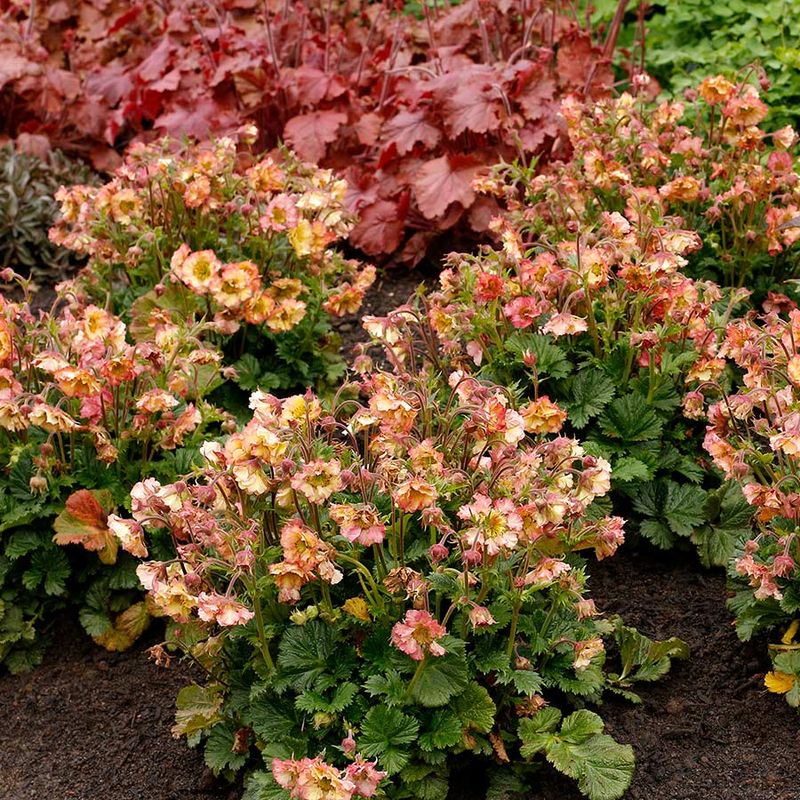 Geum: Pretticoats Peach