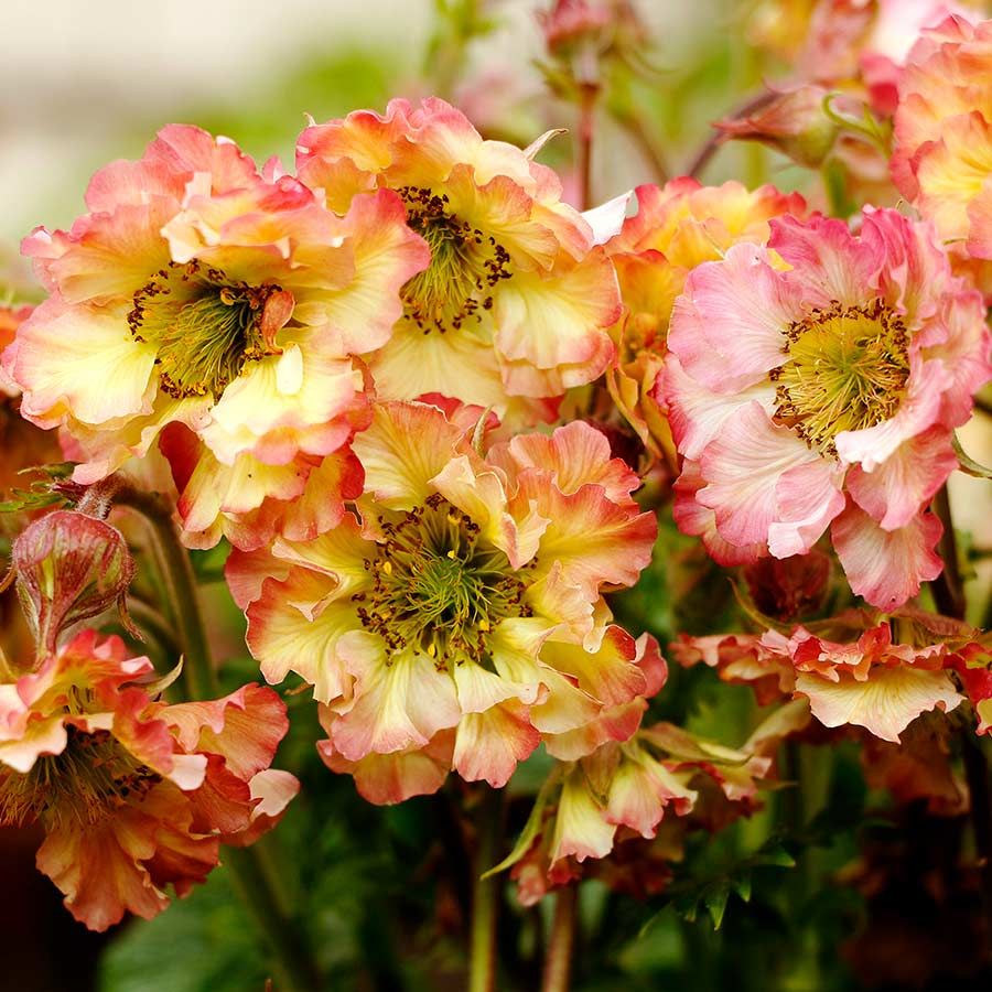 Geum: Pretticoats Peach