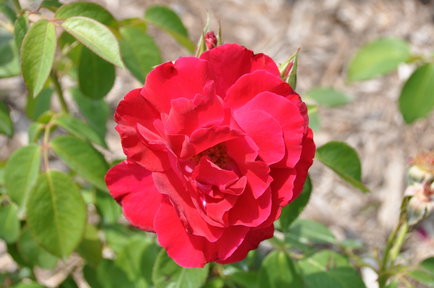 Buck Rose - Rosa 'Griff's Red'